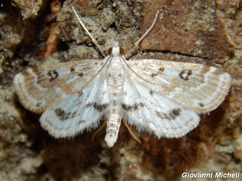 Parapoynx stratiotata (Crambidae)